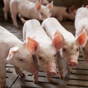 Live-pigs-and-piglets